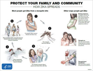 Zika Transmission Infographic